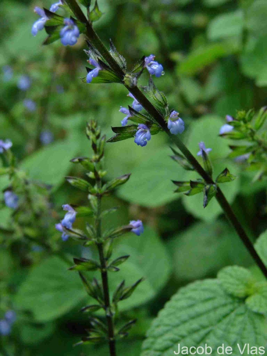 Salvia misella Kunth